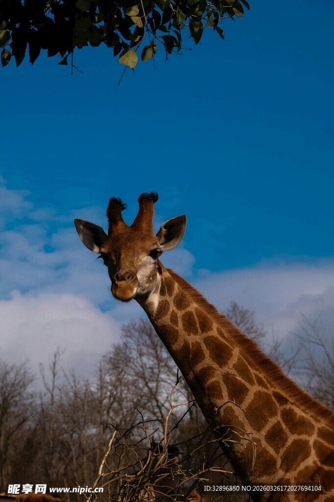 长颈鹿仰头望向上方天空