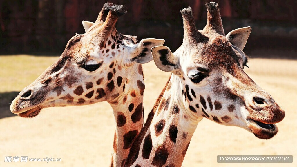 两只长颈鹿的可爱瞬间