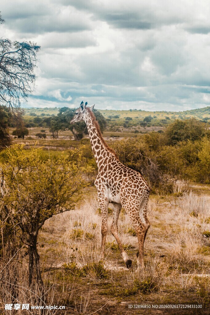 草原上漫步的长颈鹿