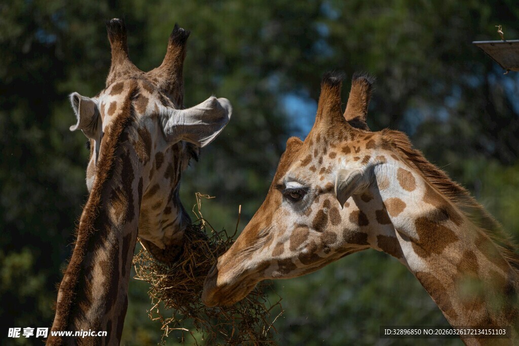 两只长颈鹿亲密互动