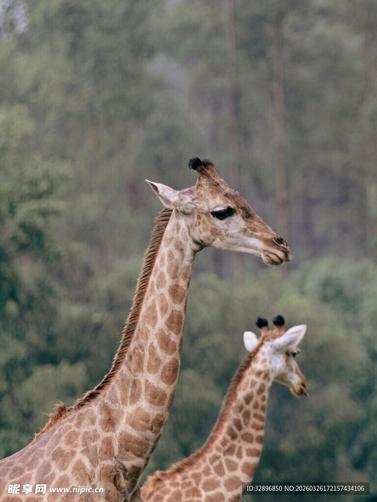 草原上的长颈鹿母子