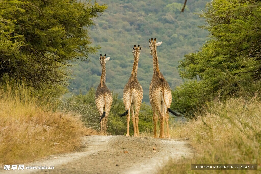 草原上漫步的三只长颈鹿