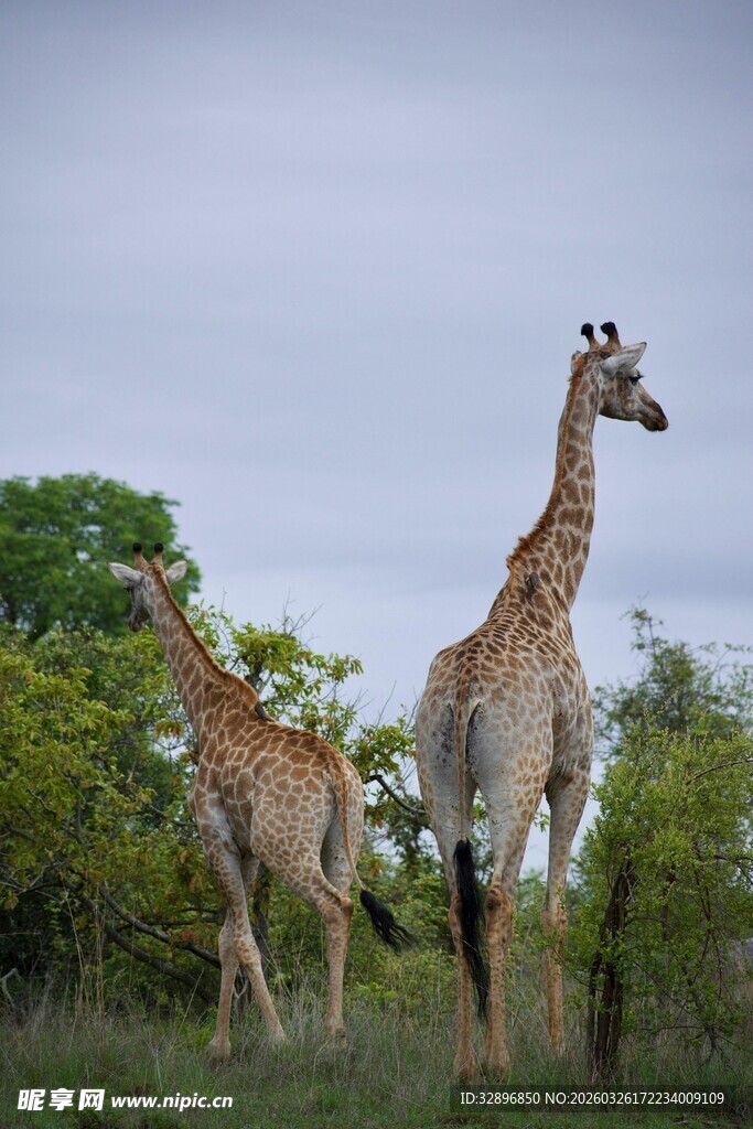 草原上的两只长颈鹿