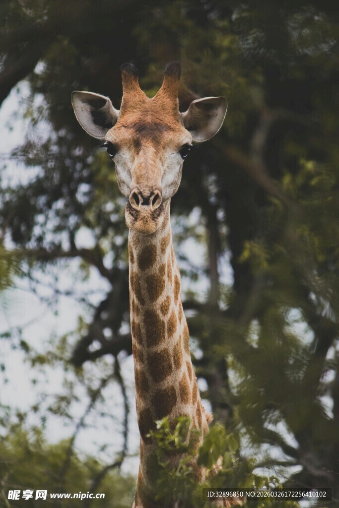 长颈鹿近景背景绿树