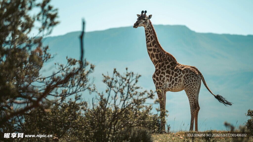 草原上的长颈鹿眺望远方