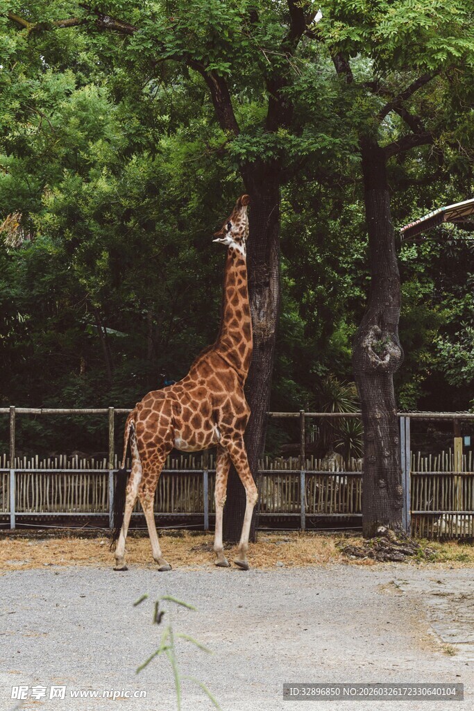 动物园中站立的高大长颈鹿