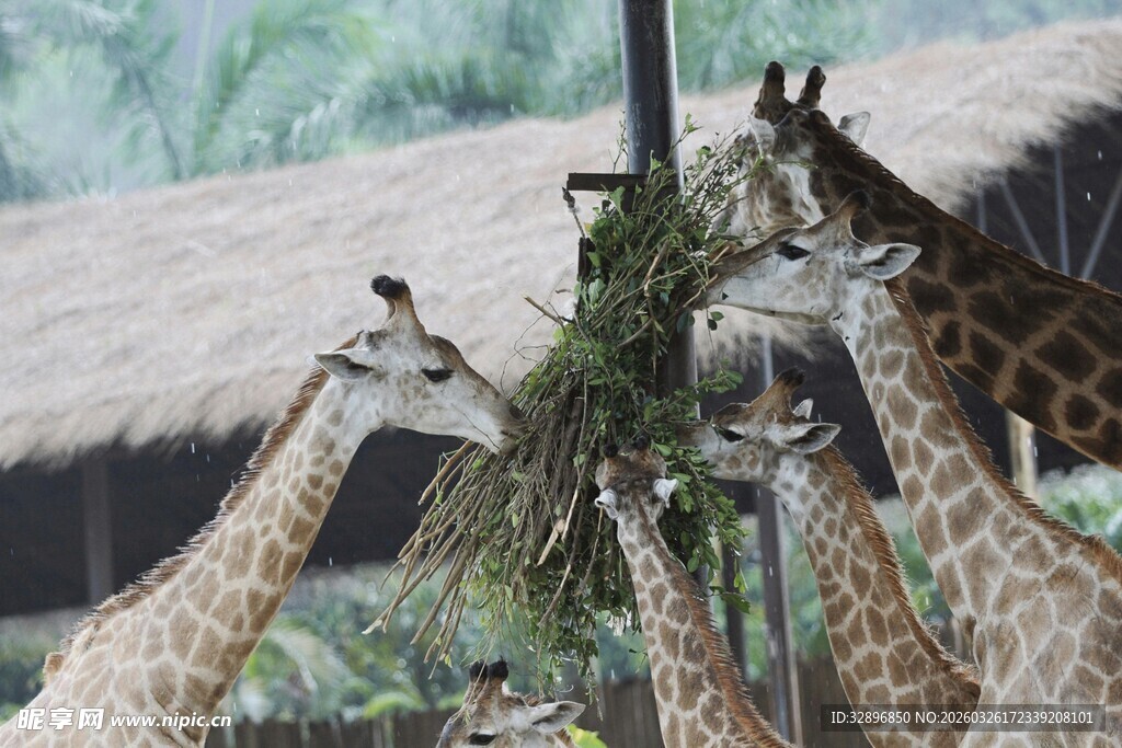 一群长颈鹿进食场景