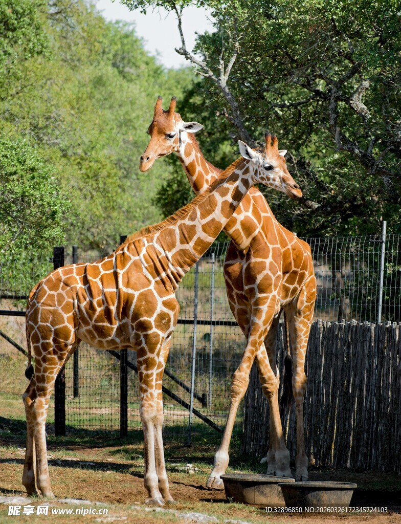 两只长颈鹿亲昵互动