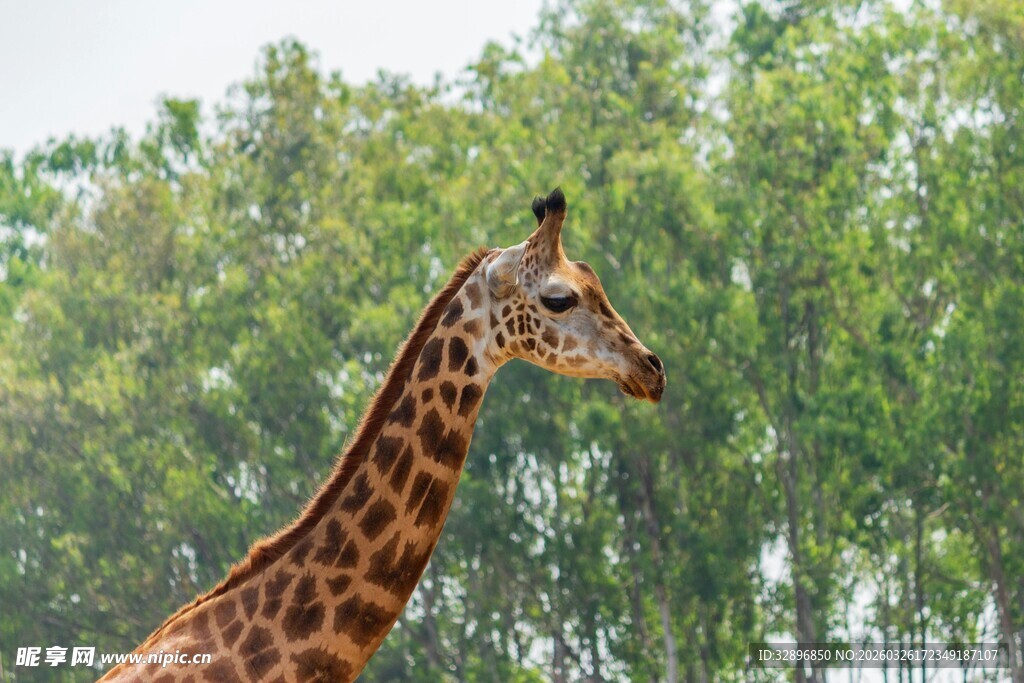 野外长颈鹿的优雅侧影