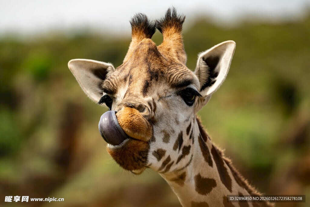 可爱长颈鹿特写