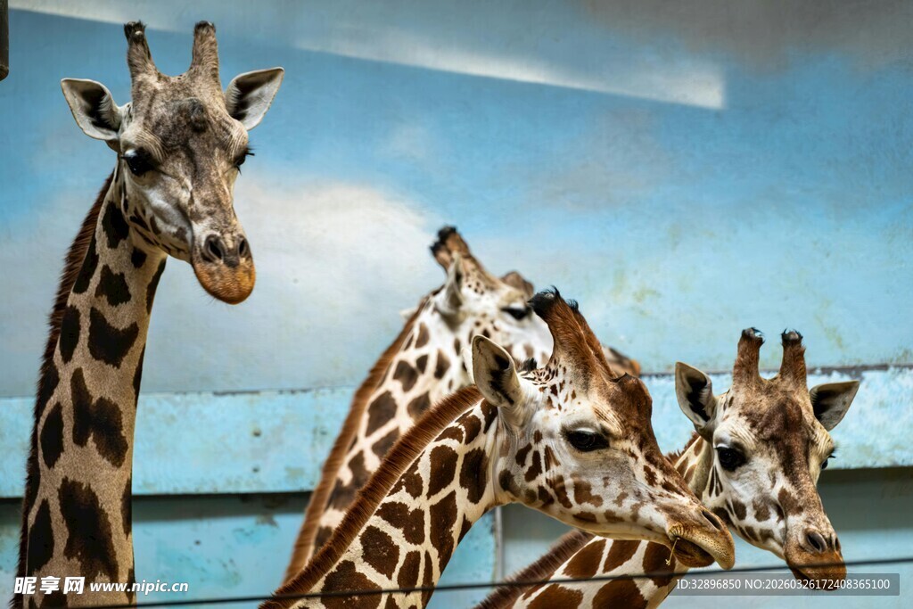 一群长颈鹿在户外