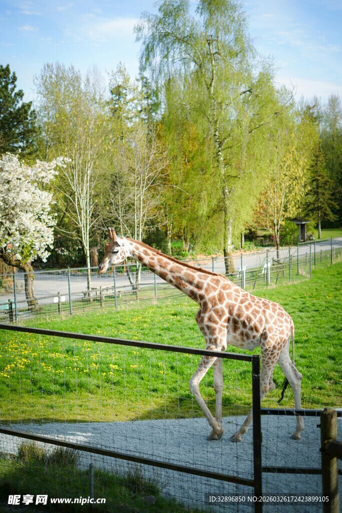 动物园中漫步的长颈鹿