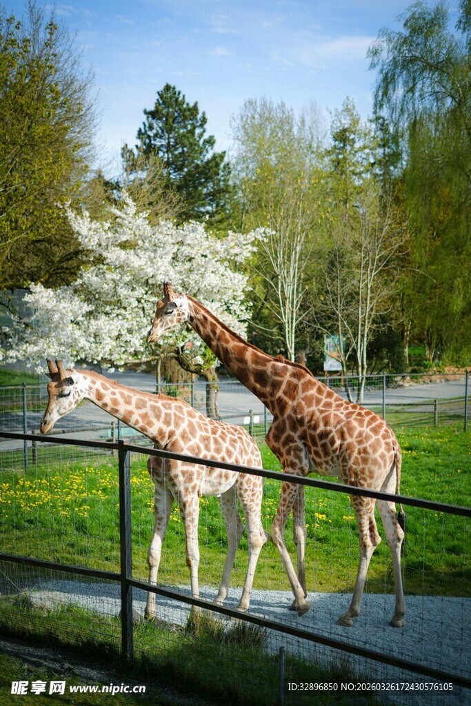 动物园中漫步的两只长颈鹿