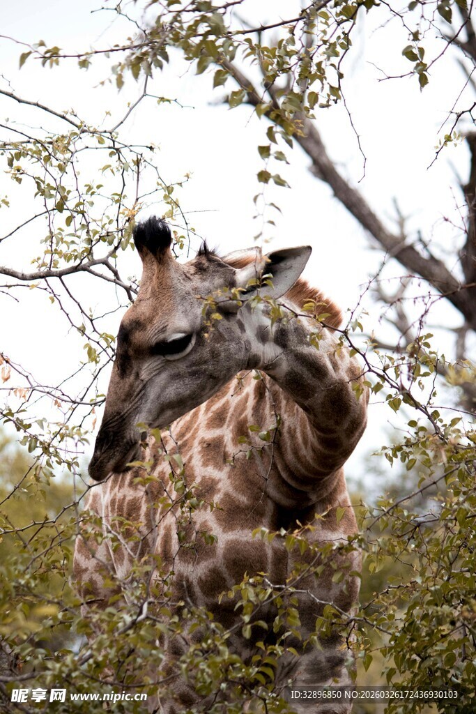 亲密依偎的两只长颈鹿