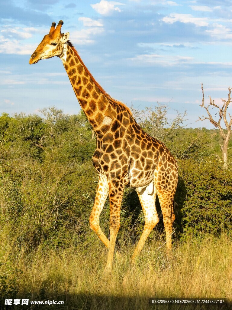 草原上漫步的长颈鹿