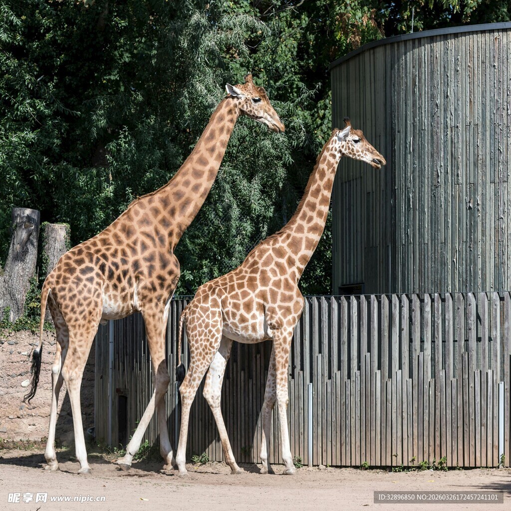 动物园中的两只长颈鹿