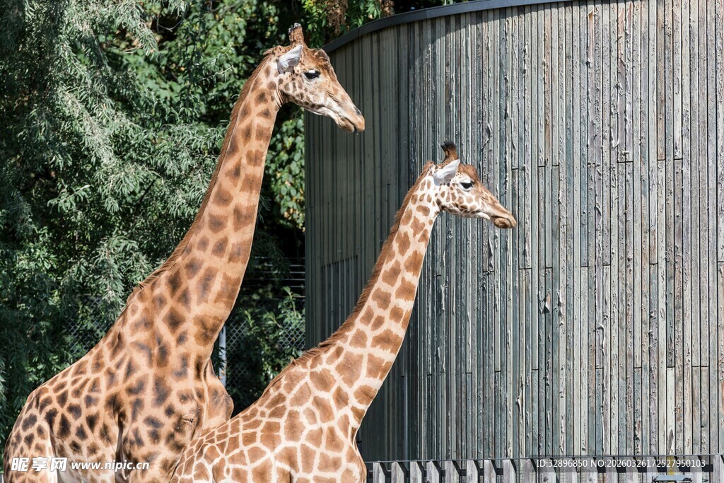三只长颈鹿于围栏旁