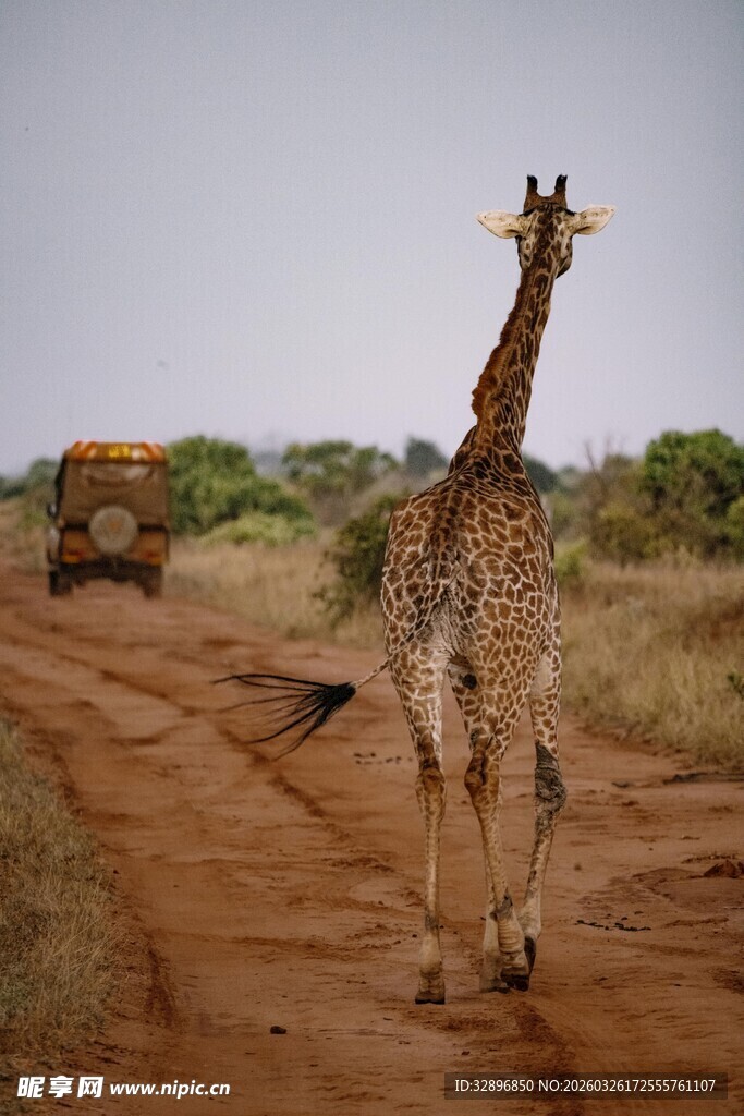 长颈鹿漫步在荒野土路上