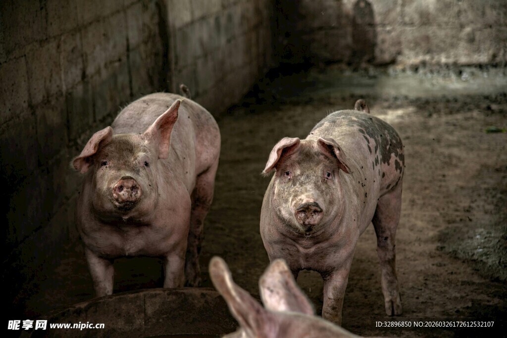 圈舍里的几头肥猪