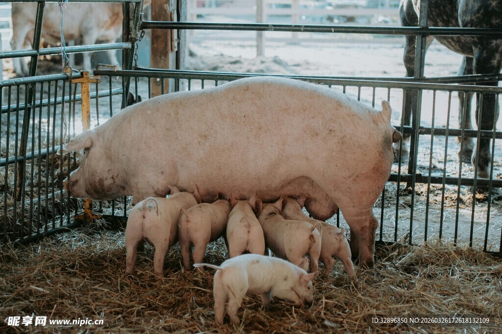 母猪哺乳小猪温馨场景