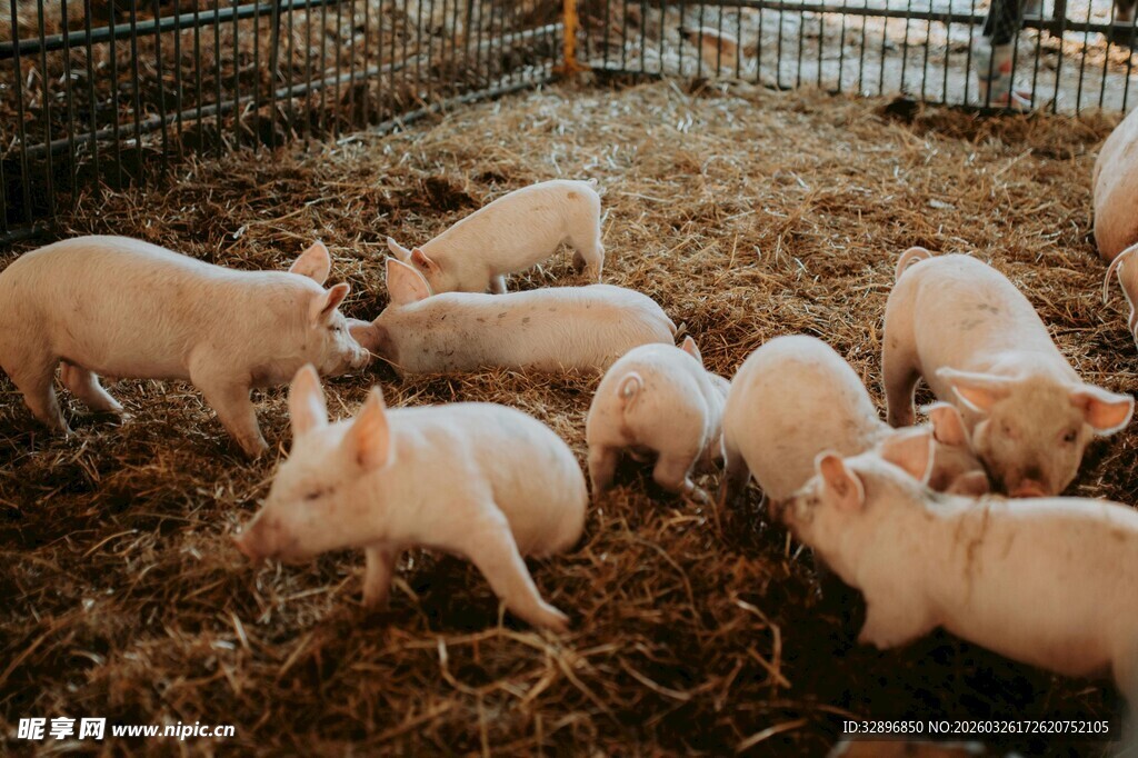 圈舍里的一群小猪