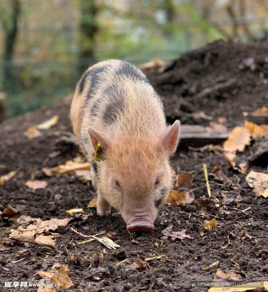 户外觅食的小野猪