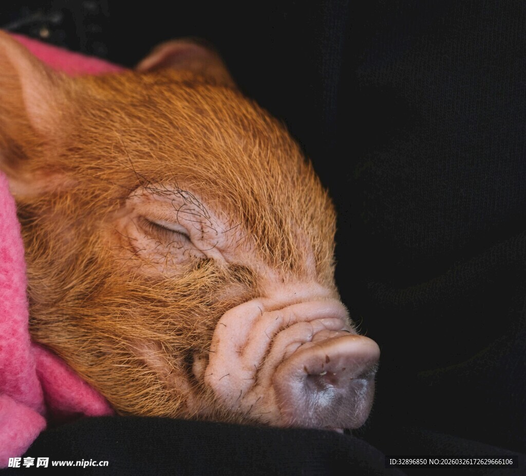 酣睡的可爱小猪