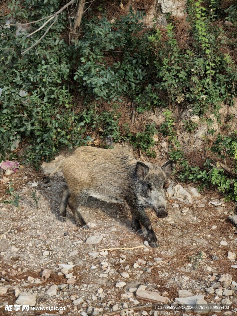 野外行走的野猪