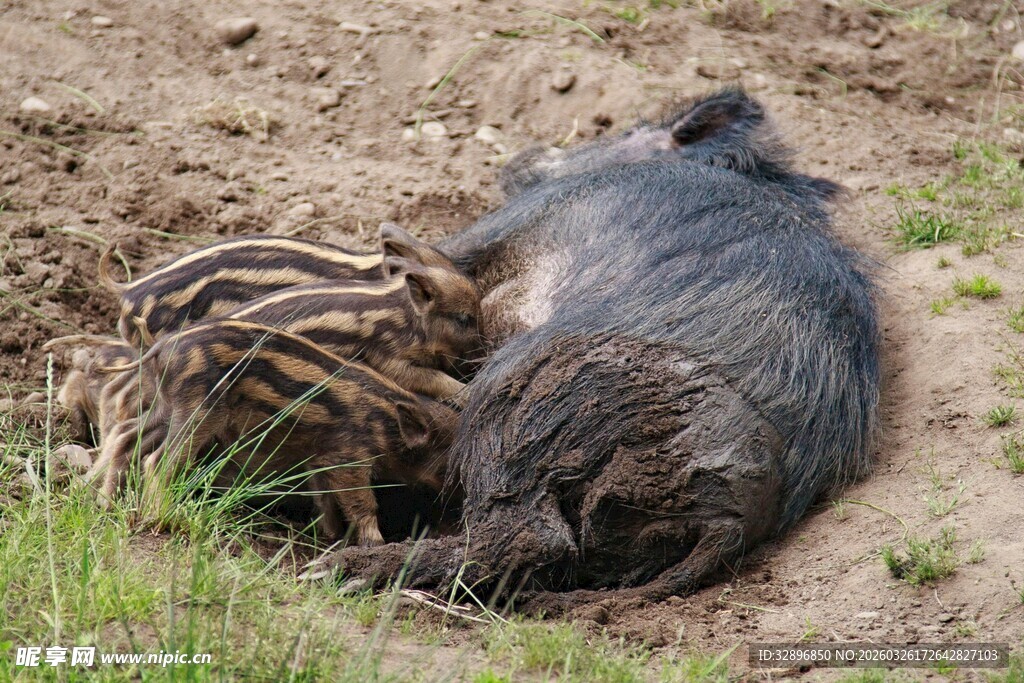 泥地中的野猪和幼崽