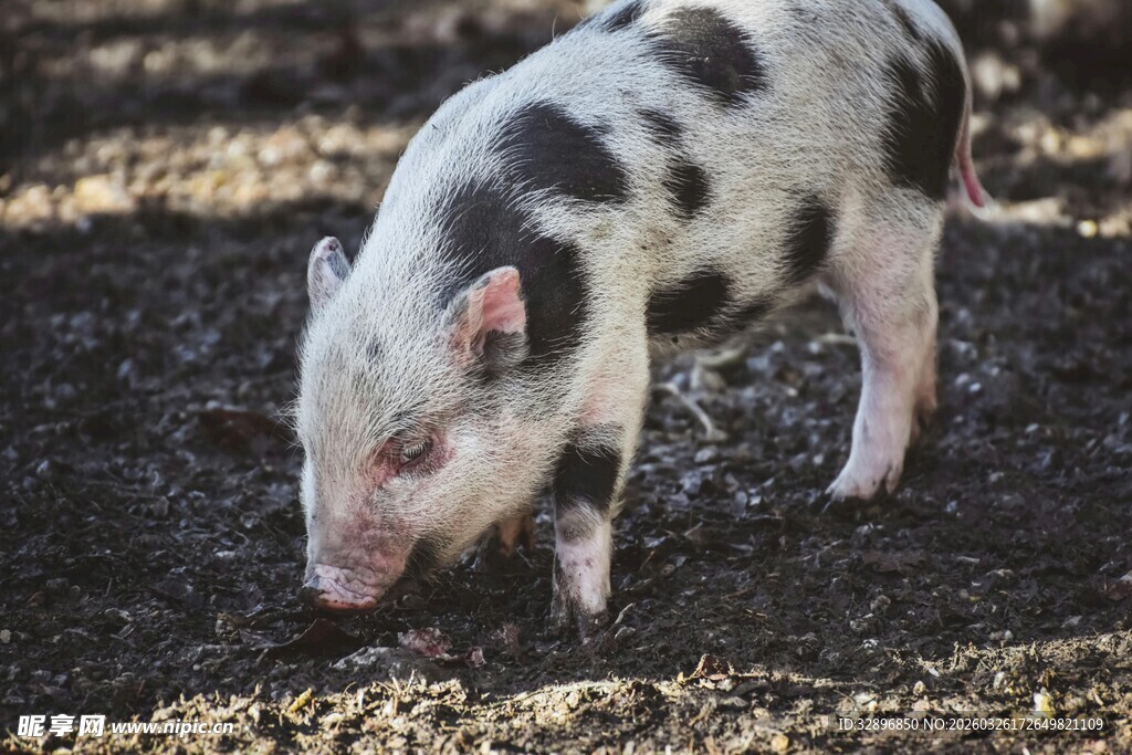 黑白花小猪嗅闻地面