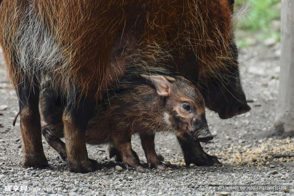 母野猪与幼崽进食场景