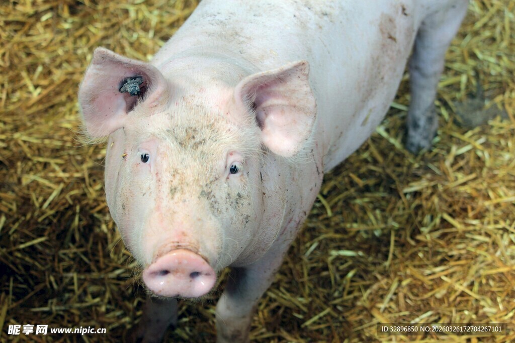 圈舍中的可爱小猪