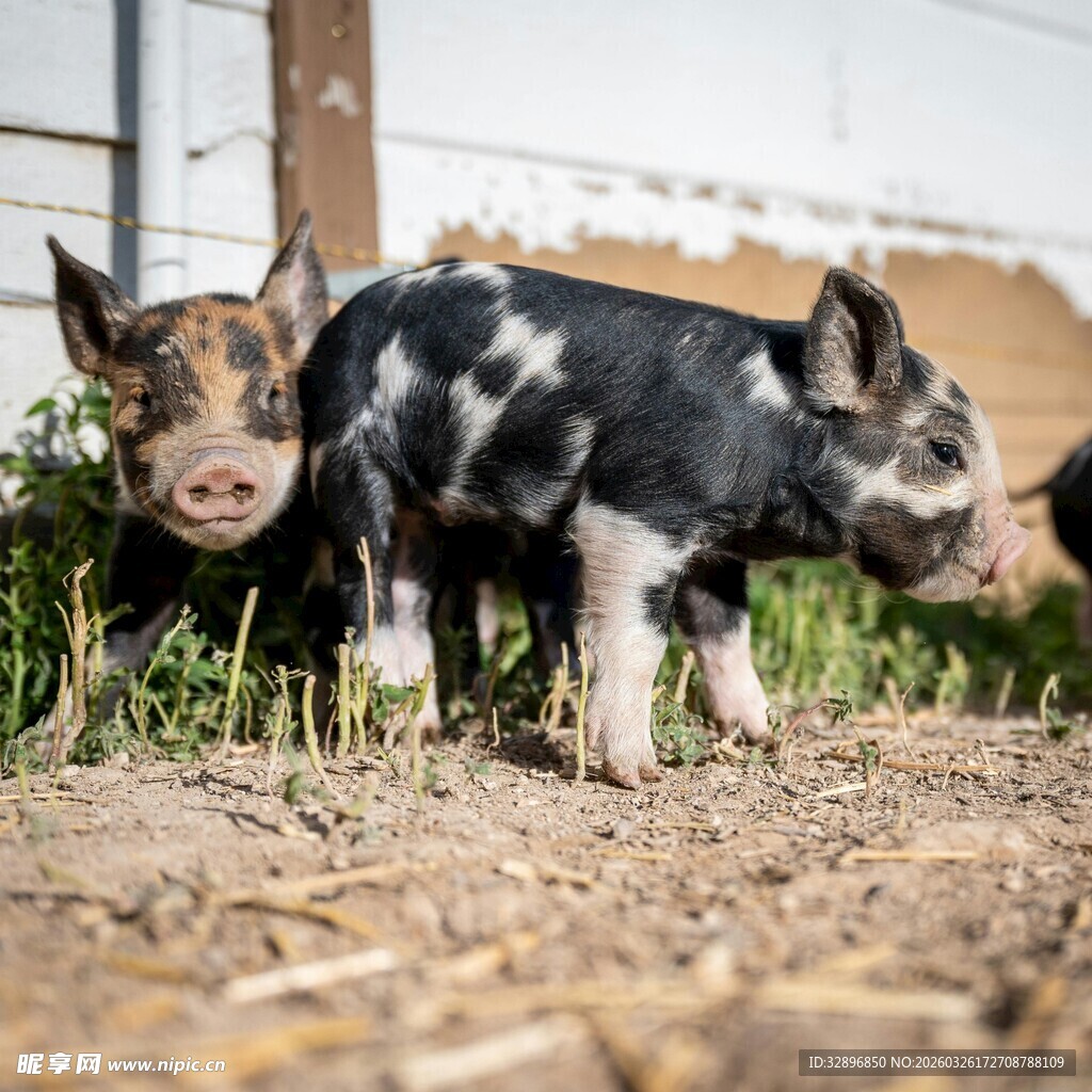 可爱花斑小猪在户外