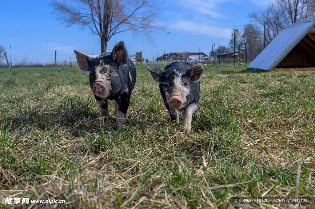 田野中奔跑的两只小猪