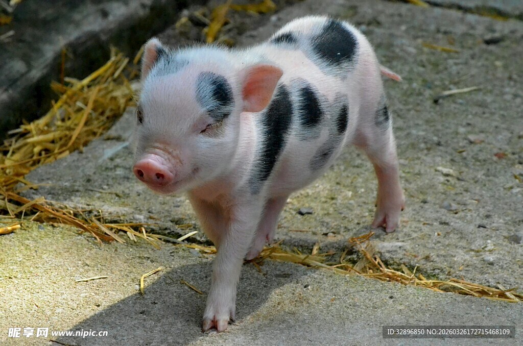 黑白花小猪可爱登场