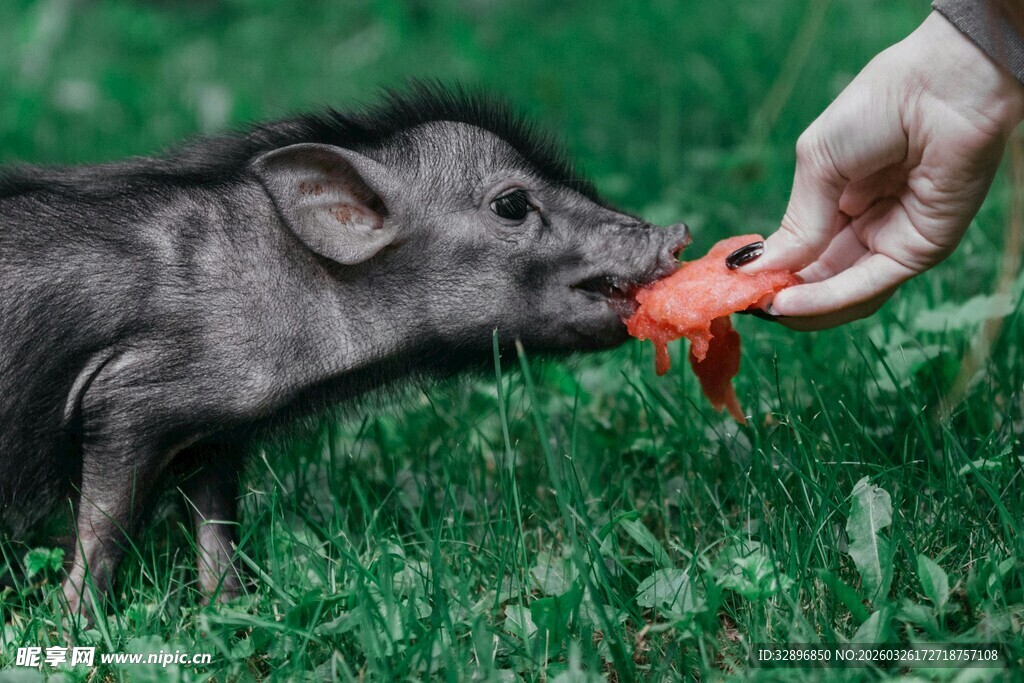 手喂小猪吃胡萝卜