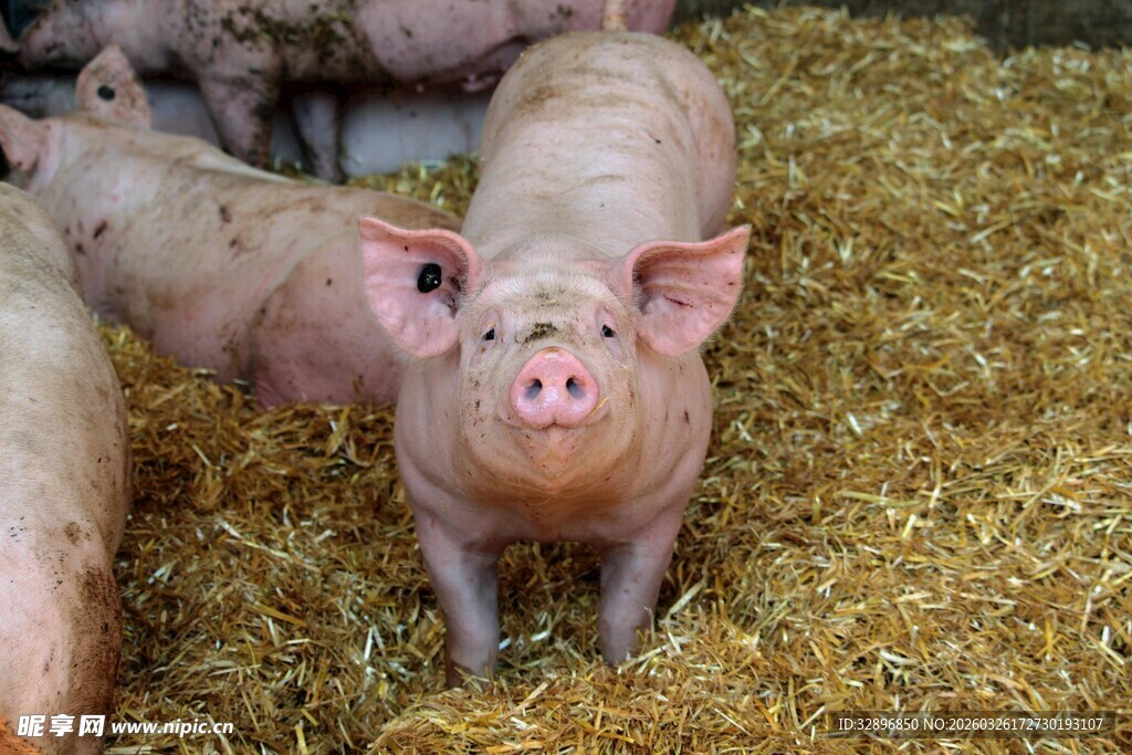 可爱小猪站在稻草堆中