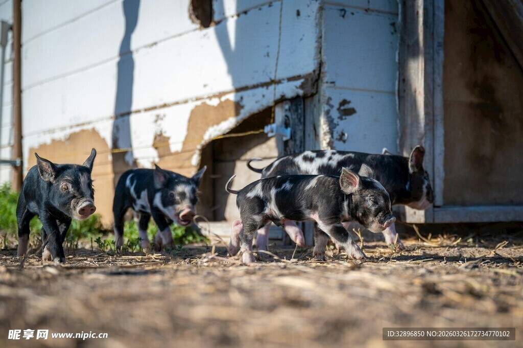 牛群在老旧建筑旁休憩