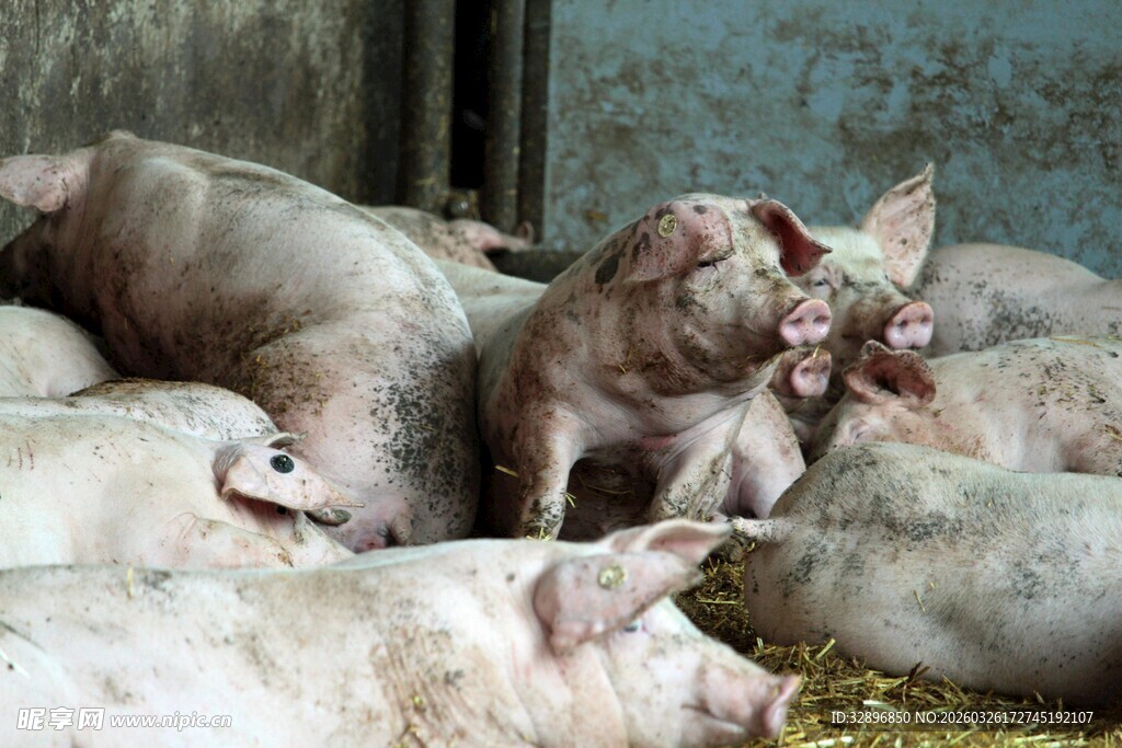 圈舍里的一群肥猪