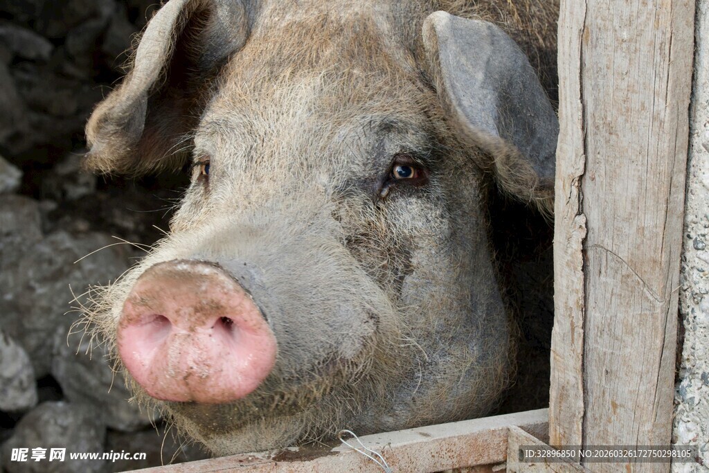 猪从木栏中探出头