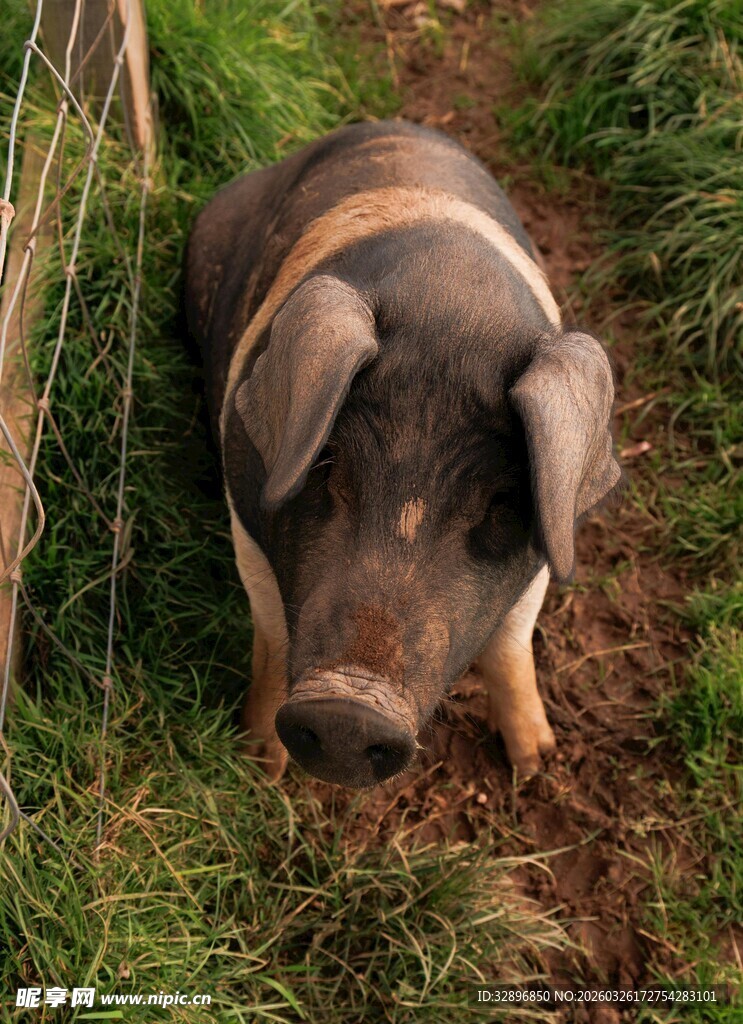 田野中的可爱小猪