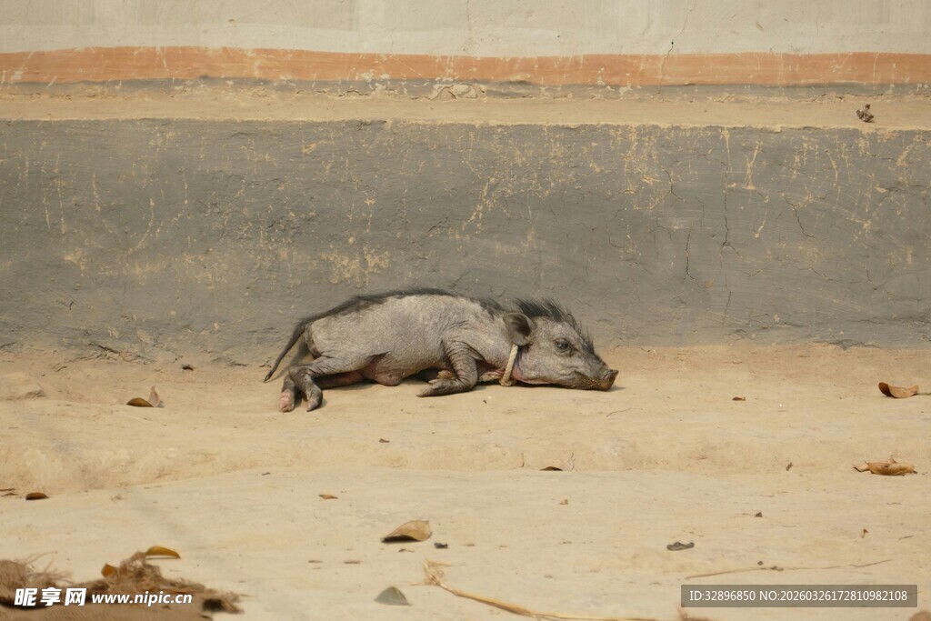 沙漠中休憩的野猪