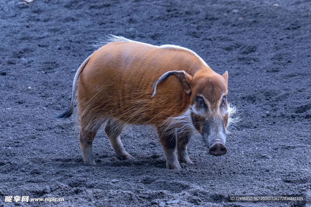 站在地面的奇特野猪
