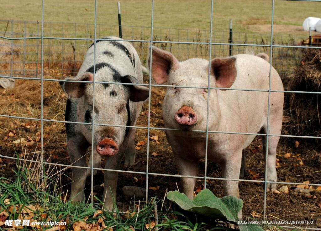 围栏里的两头可爱小猪