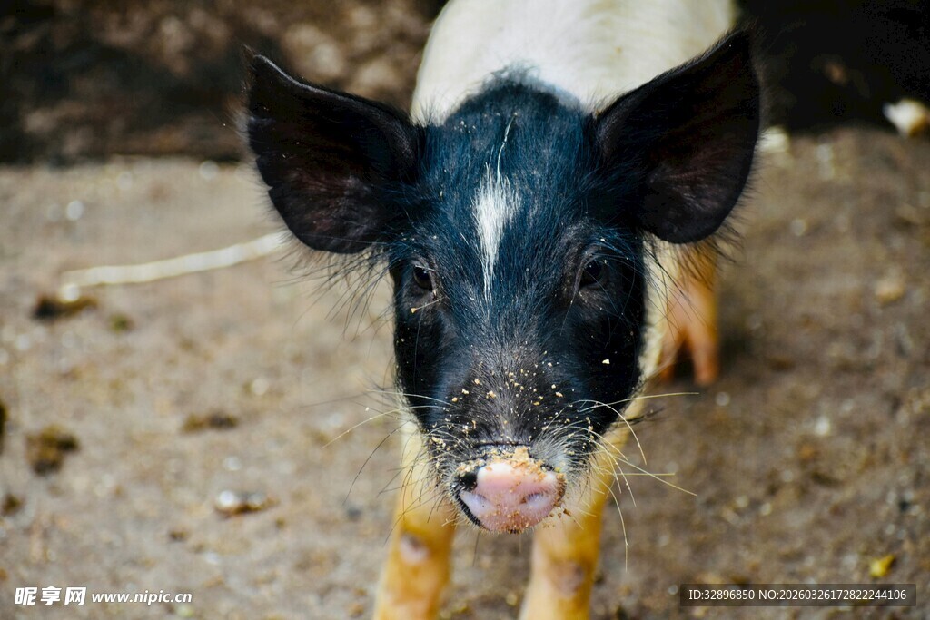 可爱小猪特写
