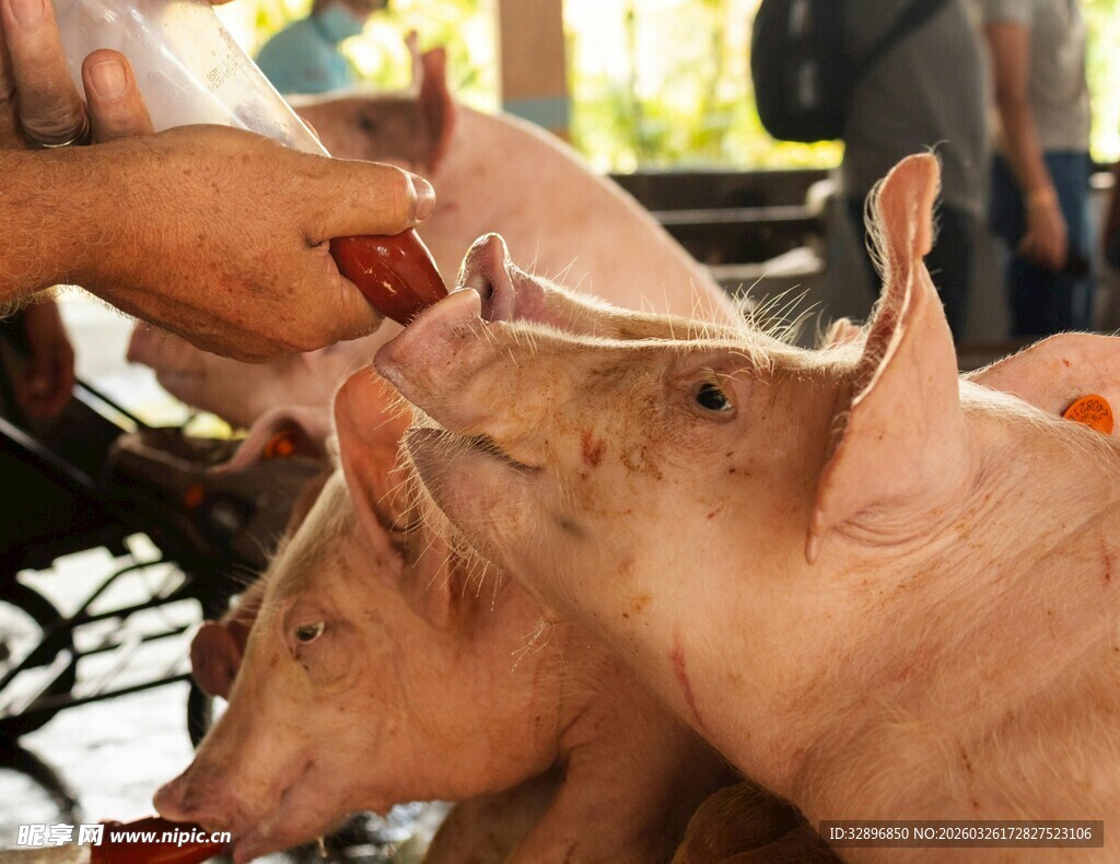 屠宰场中的待宰生猪