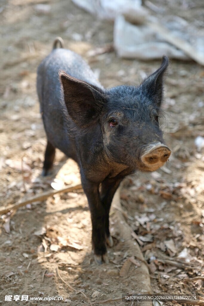 小黑猪站立在泥土地上