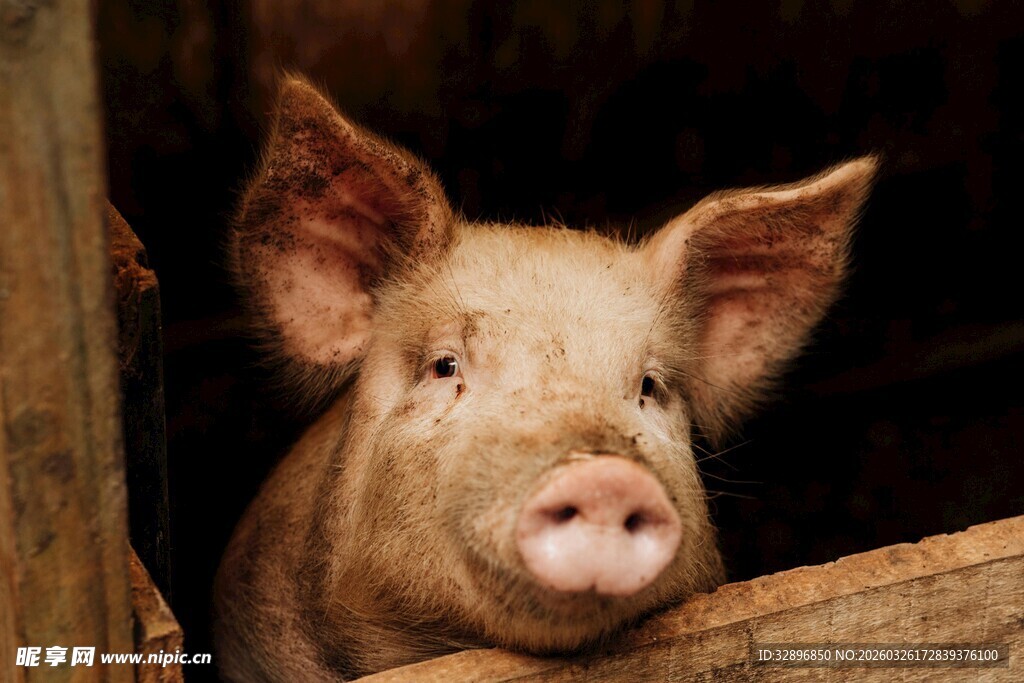 可爱小猪探头张望