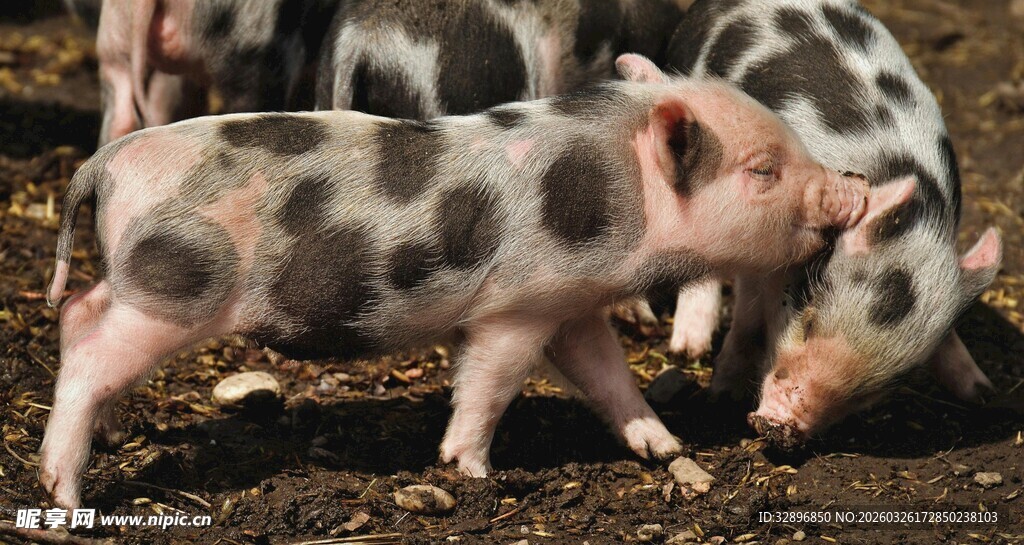 可爱斑点小猪在地面觅食
