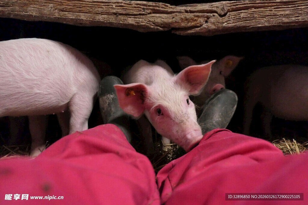 小猪探头望红色衣物旁